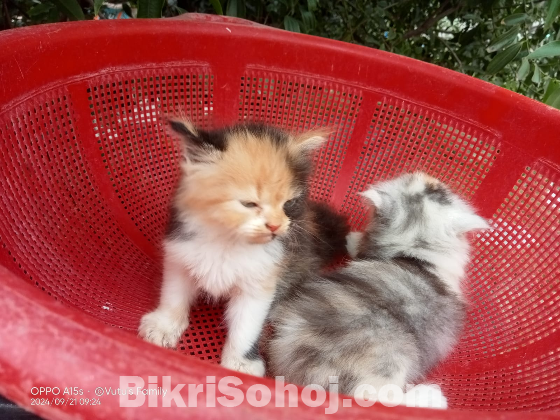 Traditional Persian Kittens